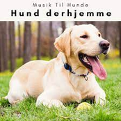 4 Poter: Hund derhjemme