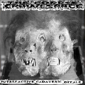Putrefactive Cadaveric Offals
