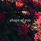 Shape of You