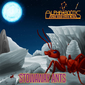 Stowaway Ants