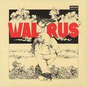 Walrus: Walrus