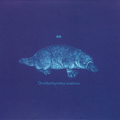 Ornithorhynchus Anatinus