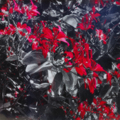 The Ritual / The Plague