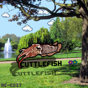 cuttlefish