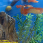 Cherish Every Happy Moment