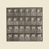 send me pictures of your dog