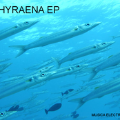 Sphyraena EP (ME002)