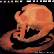 The Felines Await You by Feline Melinda
