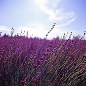 Fields Of Lavender