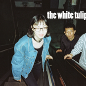 the white tulips