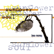 Joe Carey: Sunflower Soul