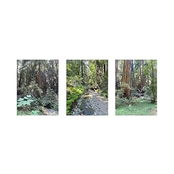 Muir Woods