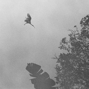 on australian shores: listening to birds, insects and molluscs