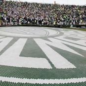 palmeiras