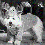 Bit of Blue this Christmas