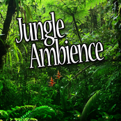 Jungle Ambience (Nature Sounds)
