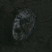 Gnawed / Swollen Organs