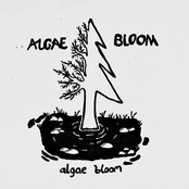 Algae Bloom