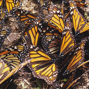 Stardust / Monsoon Loop