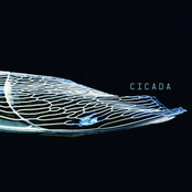 Cicada