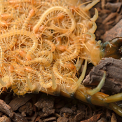 Flexible Membranous Tegument Sections