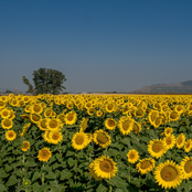 Sun Flowers of Love