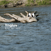 Дерево