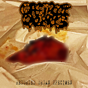 Regorged Organ Specimen