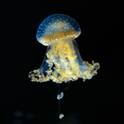 Celestial Navigation