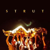 Strut