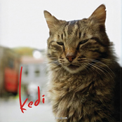 Kedi