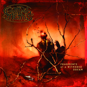 Fragments of a Withered Dream