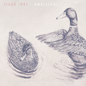 Ducks In A Pond by Tiago Iorc