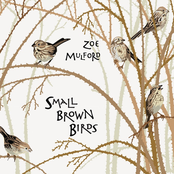 Small Brown Birds