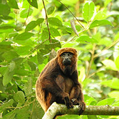 Howler Monkeys