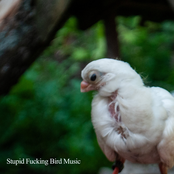 Stupid Fucking Bird Music