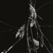 Gli Alberi Non Vogliono