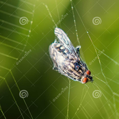 COBWEB 🕸 prod. taylor & 4evr