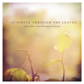 Sunshine through the leaves