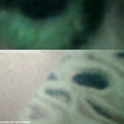 Anatomical Specimens