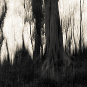 Frozen Dandylions/Overgrown