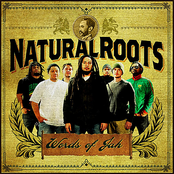 Deep Roots by Natural Roots