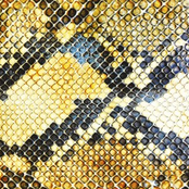 Every Guy Wants To Be Her Baby by The Amazing Snakeheads