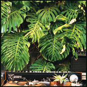 Shirley Shirley Shirley! (Plant Music Vol 1)