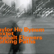 Asphalt Flowers Forking Paths