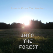 Into The Forest