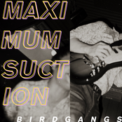 Birdgangs: Maximum Suction