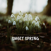 SWEET SPRING