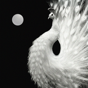 Yin and Yang - Single