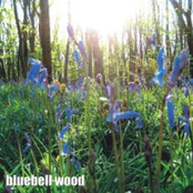 Bluebell Wood